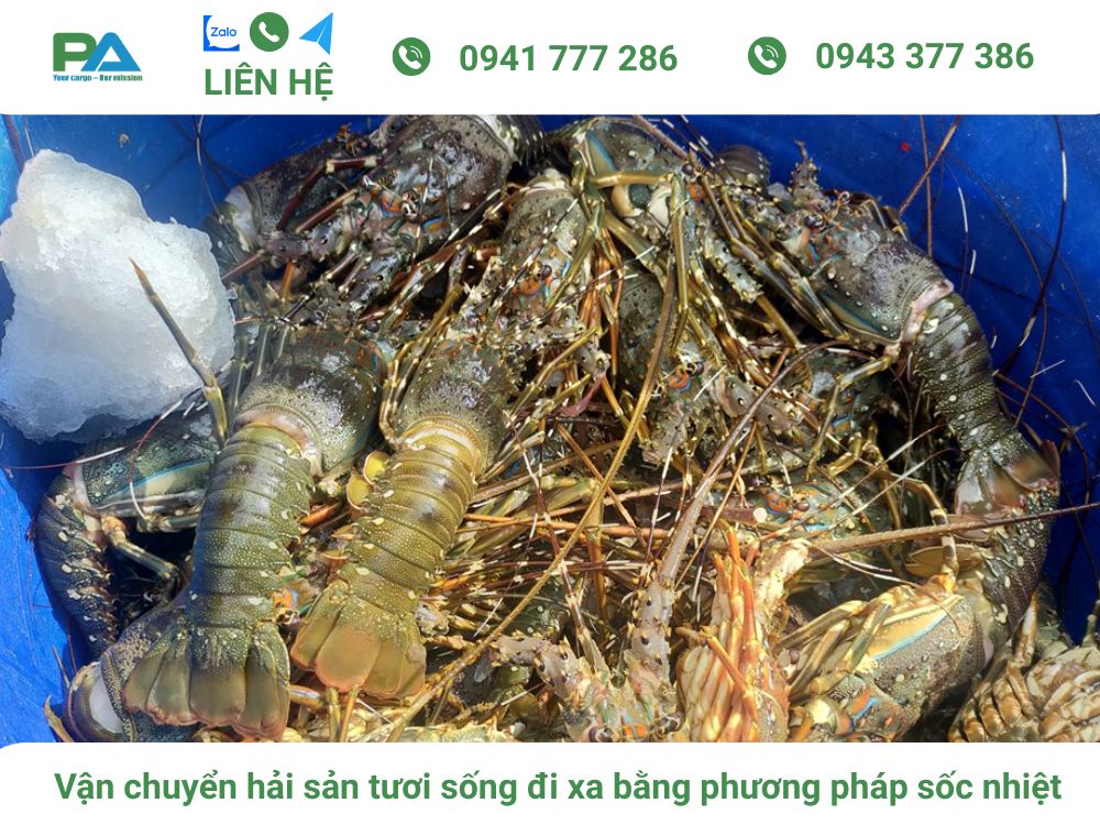 Cách vận chuyển hải sản tươi sống đi xa và những lưu ý cach-van-chuyen-hai-san-bang-phuong-phap-soc-nhiet-van-chuyen-phuoc-an
